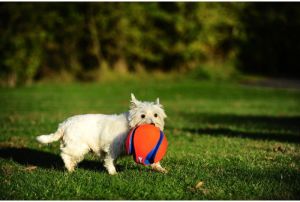 Chuckit! KICK FETCH LARGE (251201) 5
