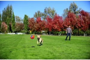 Chuckit! KICK FETCH LARGE (251201) 8