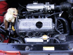 KEMO Odstraszacz kun, łasic: 12 V KEMO M186 2