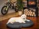 Hobbydog L MATERAC OWALNY CZARNY EKOLEN 5
