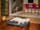 Hobbydog Legowisko Glamour Nowy, czarny fancy, r. XL 6