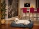 Hobbydog Legowisko Glamour czarny inari r. XXL 4
