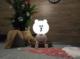 Cogio Kids Italy Lampka nocna LED 5