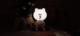 Cogio Kids Italy Lampka nocna LED 6