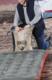 Bestway Materac turystyczny 67703 203 x 152 cm 8