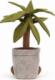 Upominkarnia Amuseable Dragon Tree 31cm 3