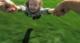 Barenbrug Trawa RPR Play Sport 1kg 11