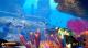 Deep Diving Adventures Nintendo Switch, wersja cyfrowa 1
