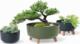 Prosperplast Doniczka Gracia Low DGRL240L zielona 1