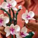 LEGO Icons Expert Orchidea (10311) 4