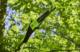 Piła łańcuchowa Greenworks GD60PS25 60 V 25 cm 3