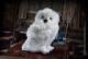Noble Collection harry potter maskotka hedwig 25cm sowa 1