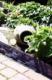 Garden Plast PALISADA obrzeże ogrodowe czarne 79 cm STONE 3