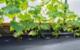 Garden Plast Kołki GARDENPEG 100mm - 100 szt 2