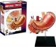 4M Anatomia człowieka - Żołądek (94133) 2