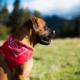 Art of Polo Bandana Classic rebel NoSize 10