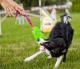 Dingo gryzak "mop" z piłką rączka bungee zielony - 15589 1