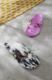 Japonki męskie Crocs Buty Crocs Classic Flip 46-47 7