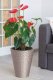 Form-Plastic FLOWER POT DIAMOND 2920 D40 014 4