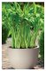 Form-Plastic FLOWER POT MUNA ROUND 2731 051 D35 H26 2