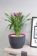 Form Plastic FLOWER POT MUNA D30 3300-011+059 2