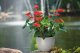 Form Plastic FLOWER POT MUNA D30 3300-011+059 5