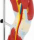 Physa Model anatomiczny 3D mięśni nogi człowieka Model anatomiczny 3D mięśni nogi człowieka 3