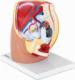 Physa Model anatomiczny miednicy żeńskiej 3D w skali 1:1 Model anatomiczny miednicy żeńskiej 3D w skali 1:1 1