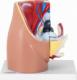 Physa Model anatomiczny miednicy żeńskiej 3D w skali 1:1 Model anatomiczny miednicy żeńskiej 3D w skali 1:1 2
