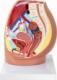 Physa Model anatomiczny miednicy żeńskiej 3D w skali 1:1 Model anatomiczny miednicy żeńskiej 3D w skali 1:1 4