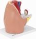 Physa Model anatomiczny miednicy żeńskiej 3D w skali 1:1 Model anatomiczny miednicy żeńskiej 3D w skali 1:1 5