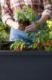 Keter Keter Doniczka Alfresco antracyt 4