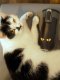 Contigo Kubek termiczny Contigo West Loop 2.0 470ml- limitowana edycja Cat Eyes 8