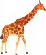 Robotime ROBOTIME Puzzle 3D Do Malowania - Żyrafa 1