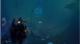 DILUVION Fleet Edition PC 4