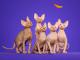 Royal Canin Sphynx Adult karma sucha dla kotów dorosłych rasy sfinks 2kg 3