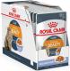 Royal Canin Intense BEAUTY Feline w galaretce 2