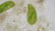 Mikroskop Bresser Trino Researcher II 40-1000x (5723100) 7