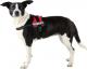 Trixie Szelki Julius-K9 , Mini-Mini/S: 40–53 cm, czerwone 2