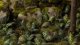 Gamers Grass Gamers Grass: Laser Plants - Bracken - Paproć 3