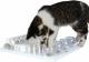 Trixie Zabawka dla kota: Cat Activity Fun Board, 30 × 40 cm, biała 2