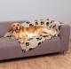 Trixie KOC DLA PSA "BARNEY"150x100cm BEŻ 1
