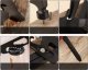 Dexxer Multitool narzędzie wielofunkcyjne 17 w 1 z siekierką w pokrowcu MT-PRO-5 uniwersalny 12