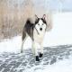 Trixie BUTY OCHRONNE Walker Active, L, 2 szt. 1
