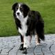 Trixie BUTY OCHRONNE Walker Active, L, 2 szt. 2