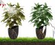 AgdExpert Nawadniacz automatyczny do kwiatów roślin doniczek ceramiczny 8