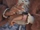 Smartwatch Gino Rossi SMARTWATCH DAMSKI G. Rossi SW010-10S rosegold/pink (sg005j) 4