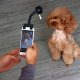 Korbi SELFIE STICK DLA PSÓW NARZĘDZIE DO FOTOGRAFOWANIA 3