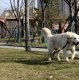 ER4 SMYCZ DLA DUŻEGO PSA LINKA GRUBA ODBLASKOWA 1,5m 1