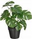 Ikea IKEA FEJKA sztuczny kwiatek roślina Monstera 1